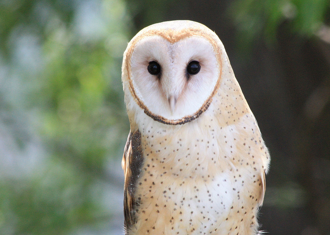 White barn owl in a tree. Attribution: Oregon Department of Fish & Wildlife, CC BY-SA 2.0, via Wikimedia Commons