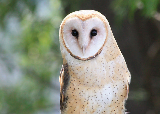 White barn owl in a tree. Attribution: Oregon Department of Fish & Wildlife, CC BY-SA 2.0, via Wikimedia Commons