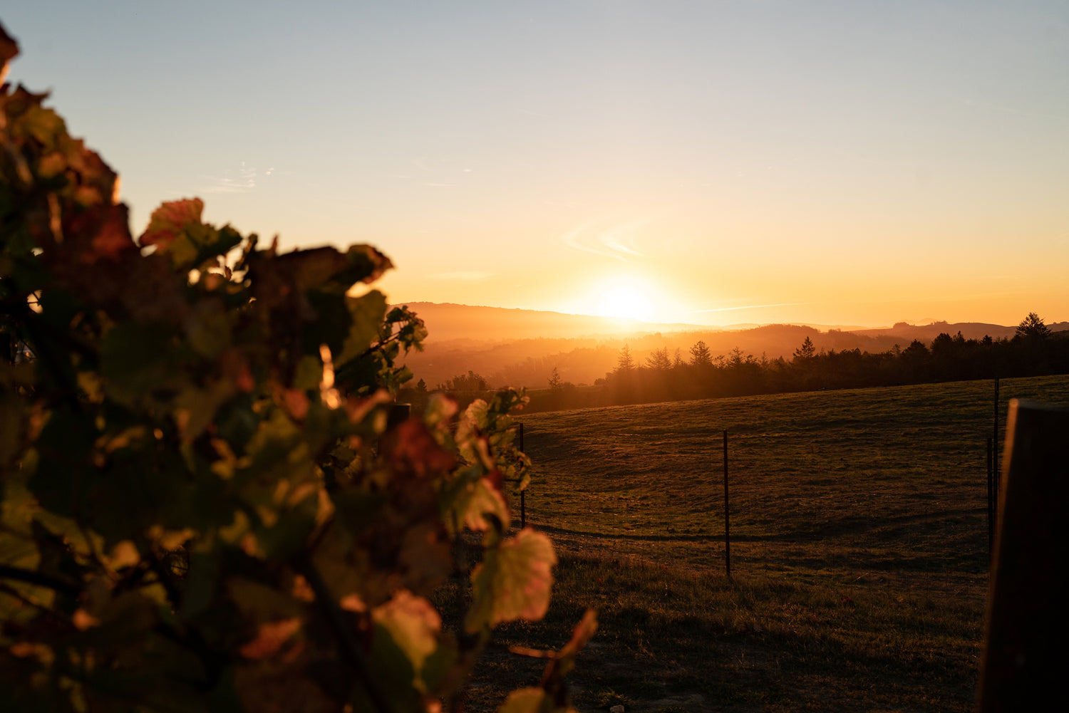 View of the Sonoma Coast from the English Hill Vineyard in Sebastopol, California