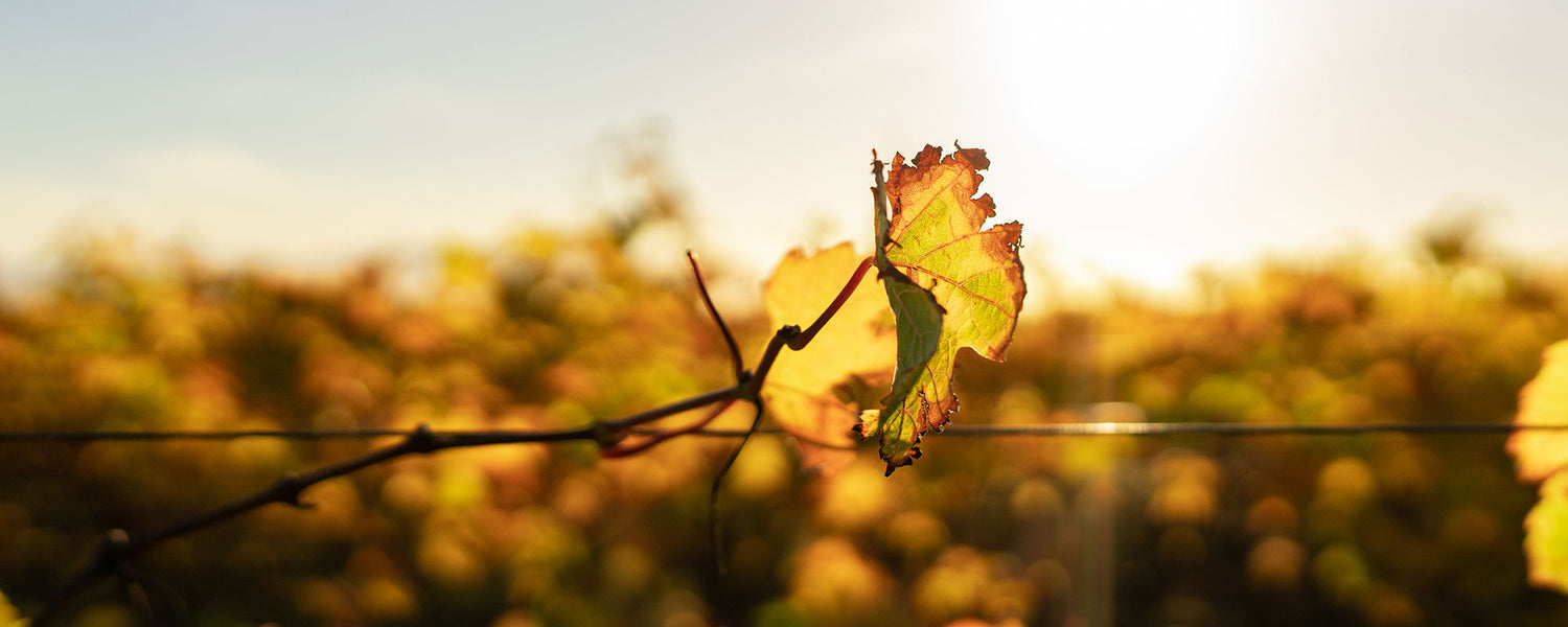 Closeup view of a single vine leaf against sunrise