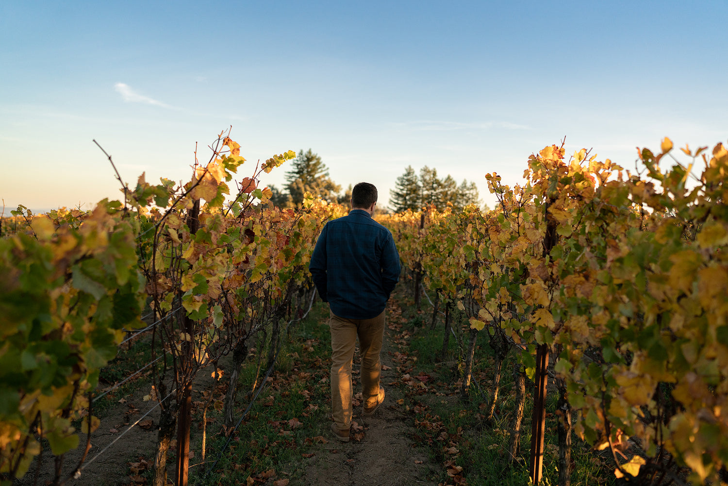 Bird of Night winemarker Shane Keck walks through English Hill Vineyard