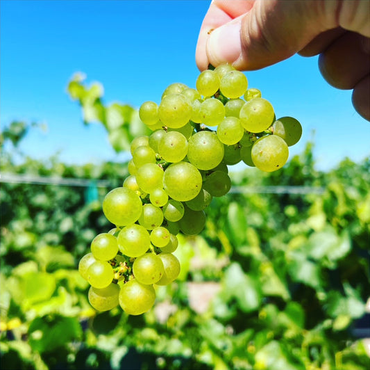 Hand holding up a cluster of Chardonnay grapes against a blue sky