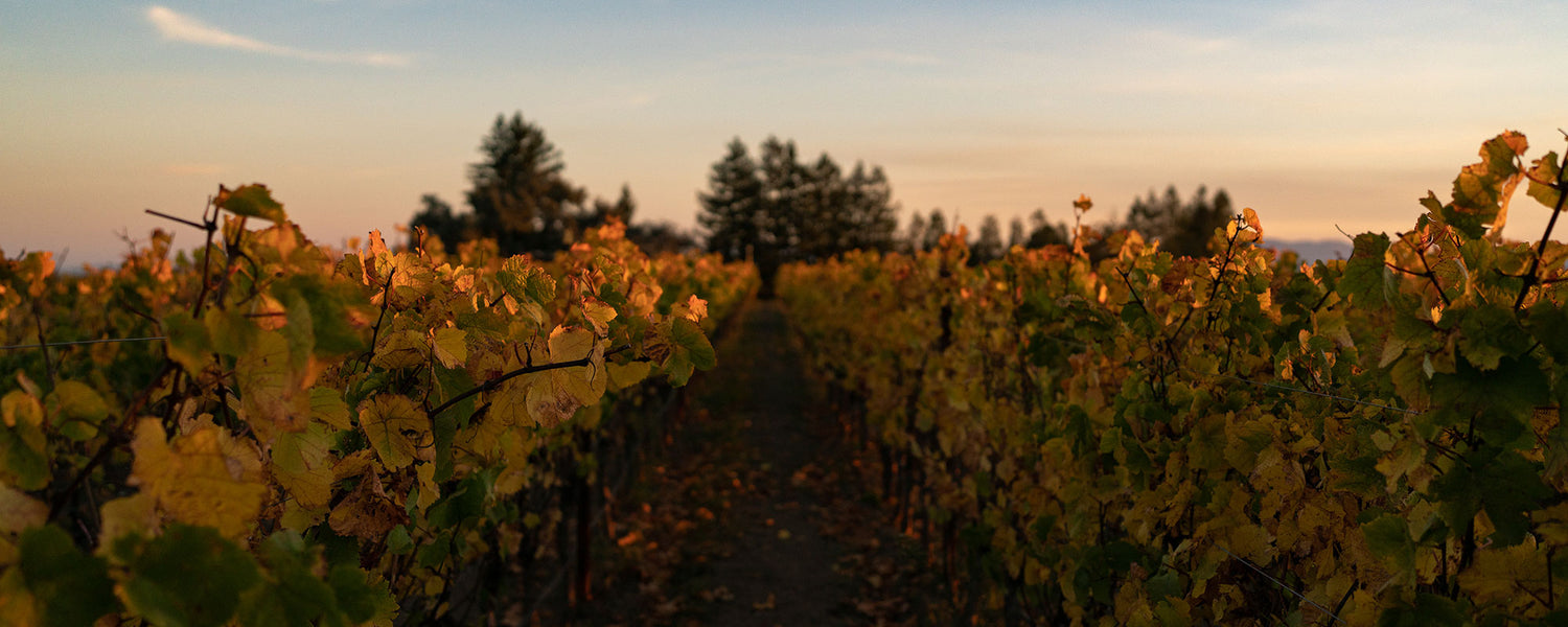View down vineyard row with golden light from sunrise