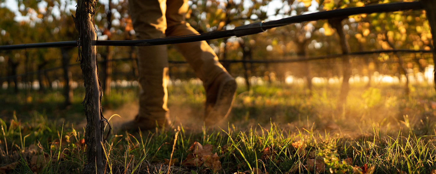 View of winemaker's feet walking through the vineyard with dust in the air at sunrise